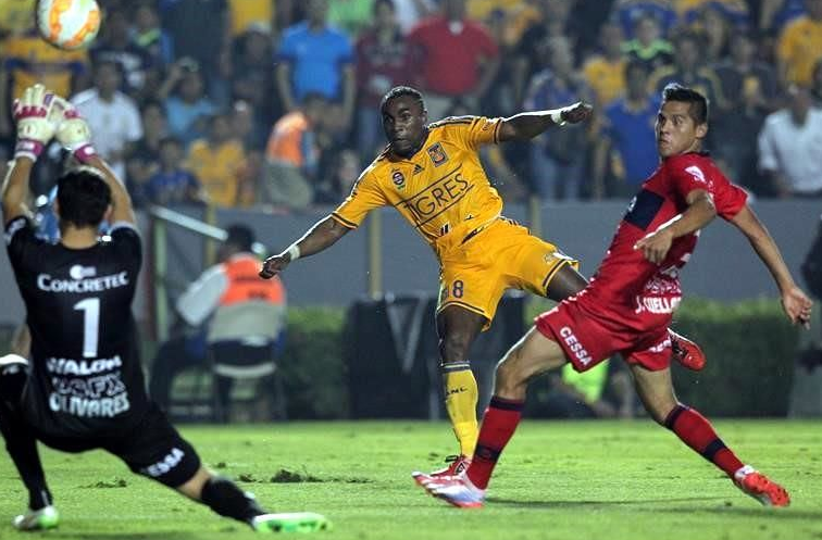 tigres