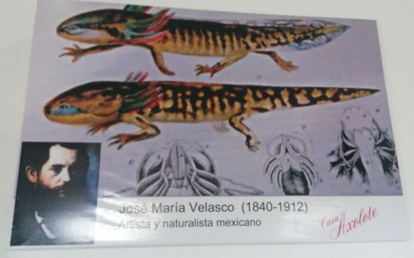 josema